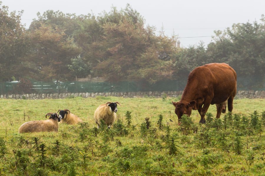 Bluetongue virus risk set out for the year ahead