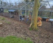 How to keep your chickens hentertained!