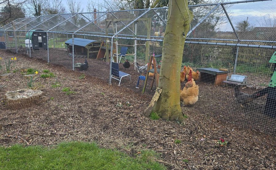 How to keep your chickens hentertained!