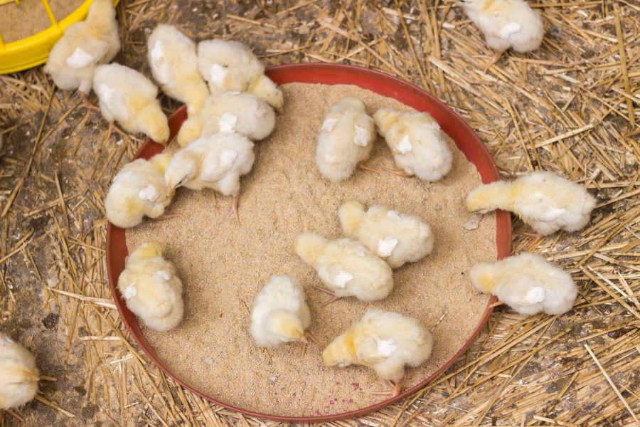 Poultry feed Q&A: making an informed choice