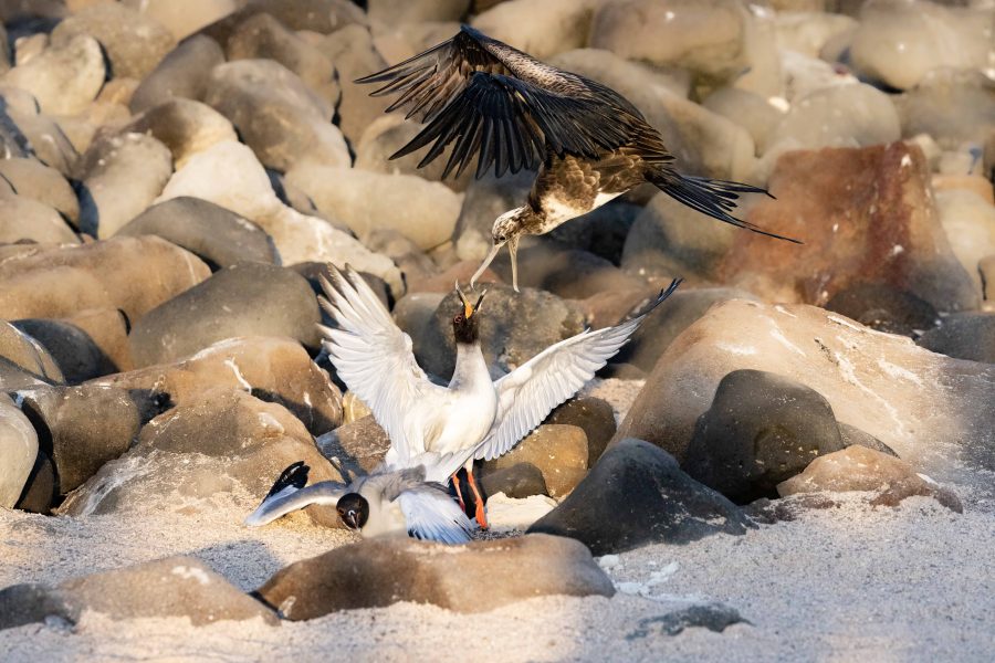 The Country Smallholder contributor wins Galapagos Photo Competition