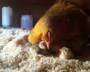 Why Buff Orpingtons are the perfect smallholder’s chicken