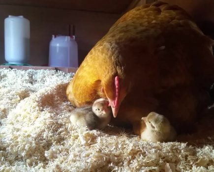 Why Buff Orpingtons are the perfect smallholder’s chicken