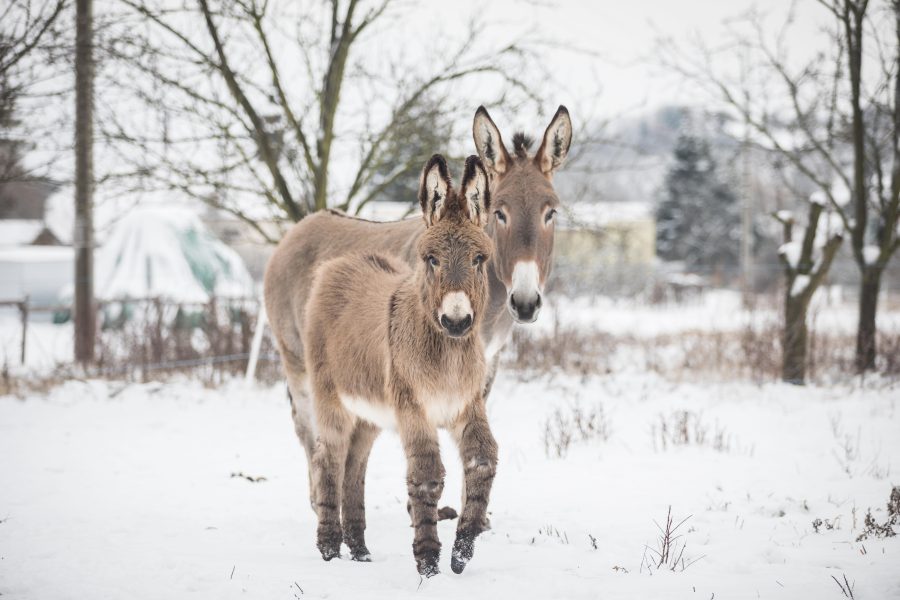 Ask the Expert: confused about donkey worming?