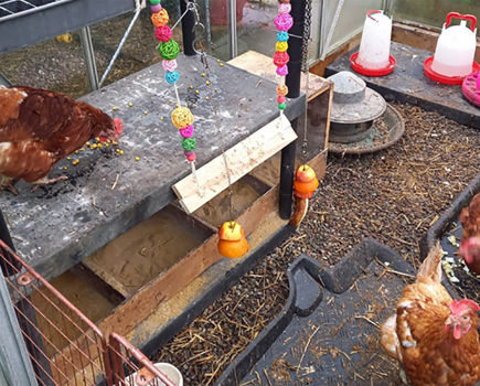 Are your hens in mud, mud, glorious mud?