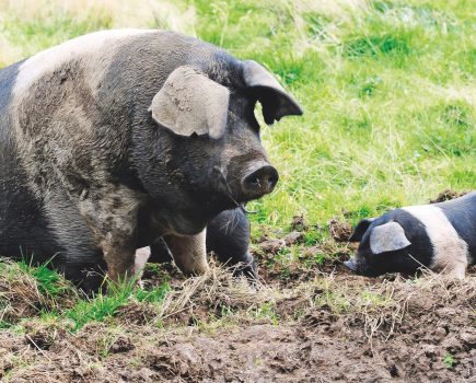 Be legal – the law and the practicalities of identifying pigs