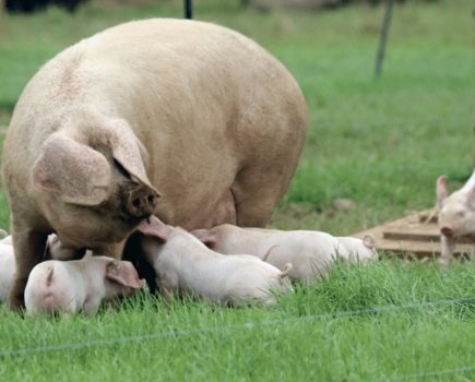 Rare breeds: why registration is key to protection