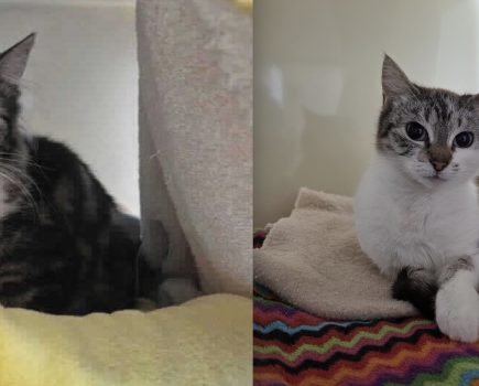 RSPCA issues urgent rehoming appeal for two farm cats