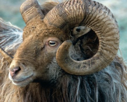 Meet the North Ronaldsay sheep, a breed that have adapted to feed on seaweed