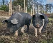 British Pig Association survey now open