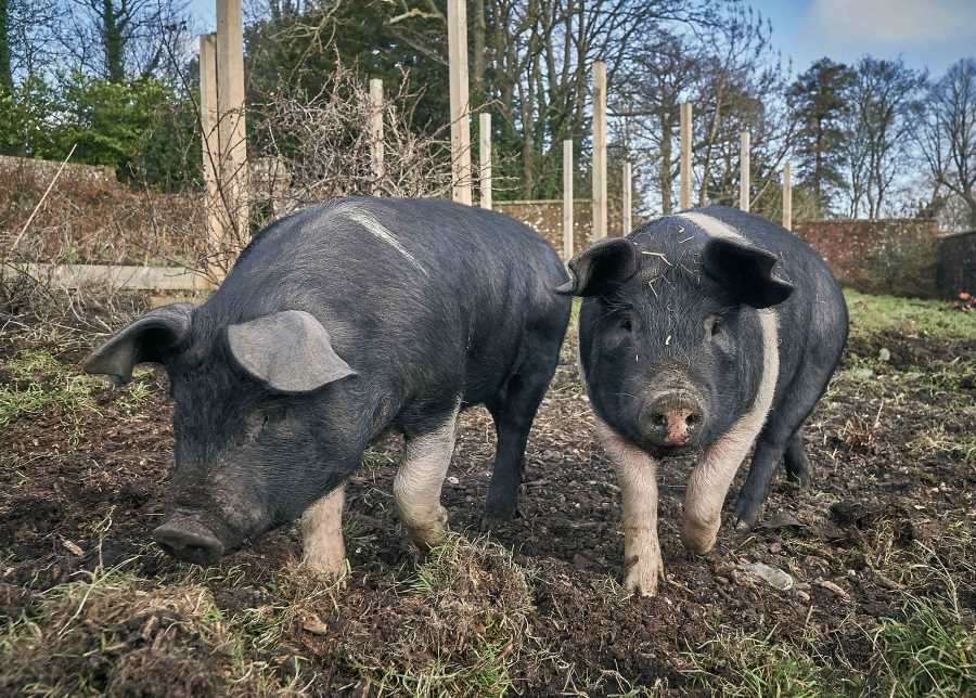 British Pig Association survey now open