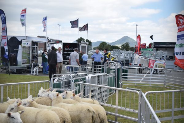 Wynnstay Sheep and Beef Event: chartering a positive future for the red meat sector