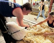 British Wool launches Young Farmers’ Club shearing training offer for another year