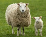 Up your sheep worming game with online workshop