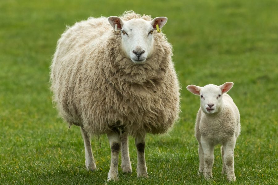 Up your sheep worming game with online workshop