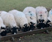 Top tips for festive-season animal feeding