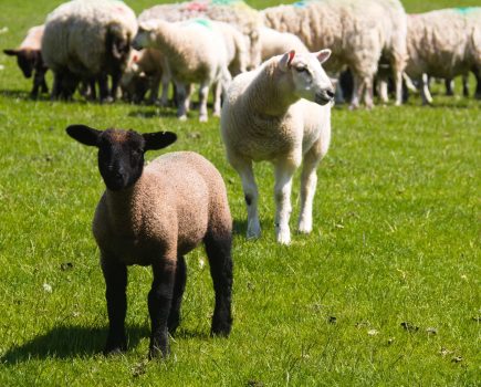 UK sheep flocks at high risk of blowfly strike