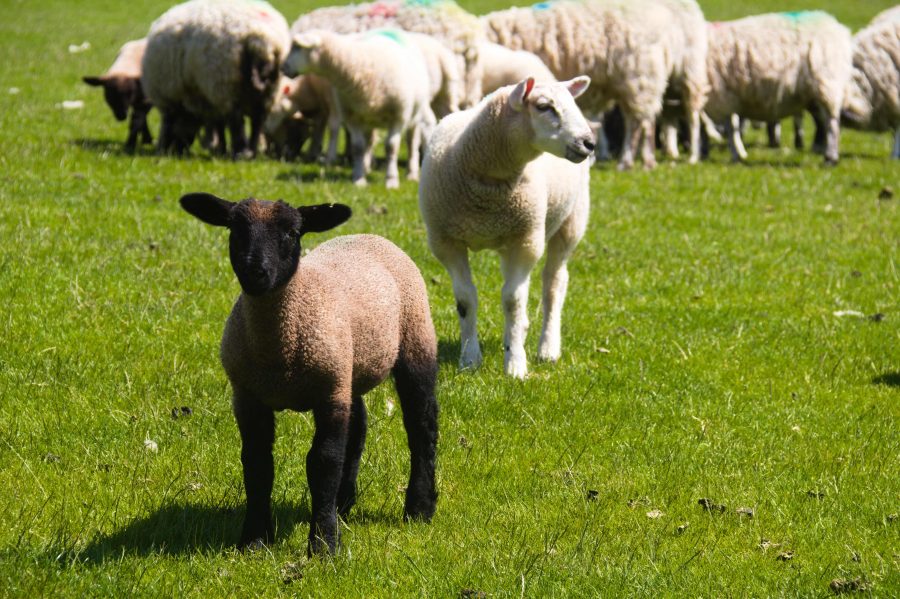 UK sheep flocks at high risk of blowfly strike