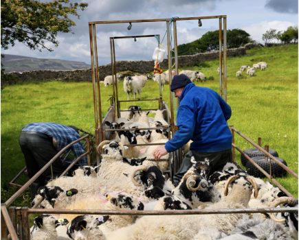 Action needed to protect UK sheep flock from vaccine crisis, says NSA
