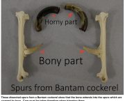 Meet the vet: cockerels’ spurs are made of bone…  so handle with care!