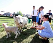 Sussex and Surrey pupils take part in ‘Loan a Lamb’ initiative as schools bring farming to the classroom