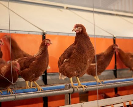 Public  reassured they can still buy higher welfare eggs despite bird flu restrictions