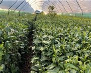 Time to grow your own cup of tea for a truly British cuppa!