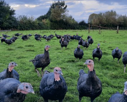 How to keep free-range turkeys safe