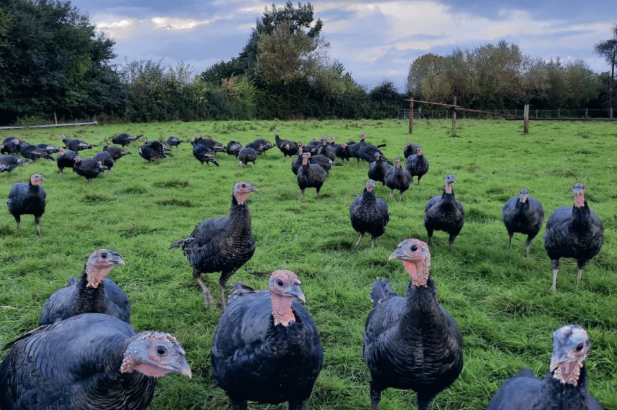 How to keep free-range turkeys safe