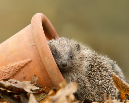 Think hedgehog! – RSPB’s top tips for building a hedgehog habitat
