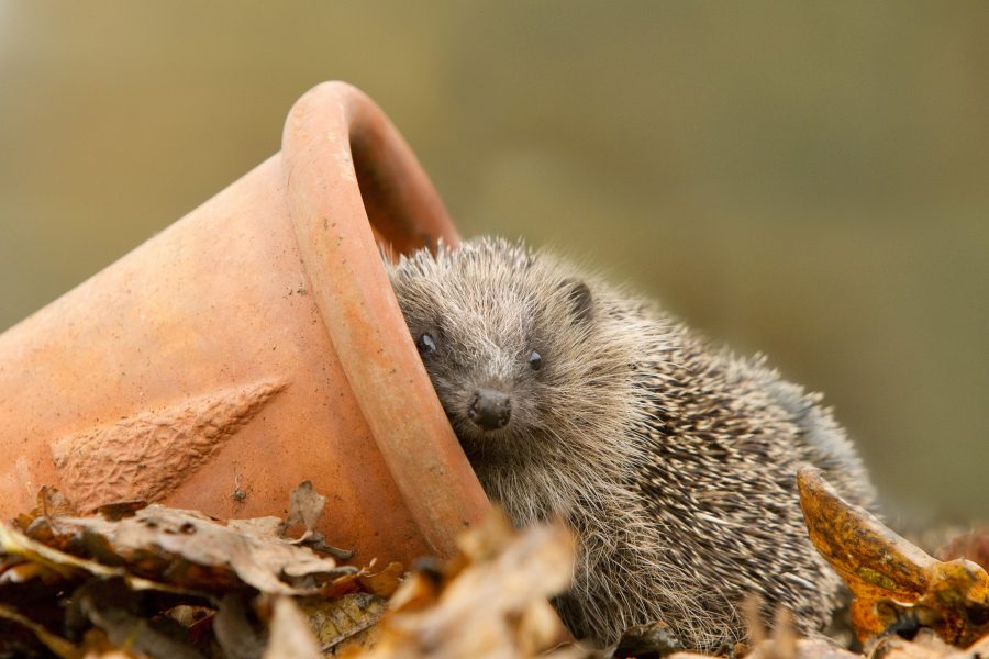 Think hedgehog! – RSPB’s top tips for building a hedgehog habitat