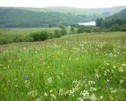 The Wildlife Trusts launch new vision for the future of food and farming
