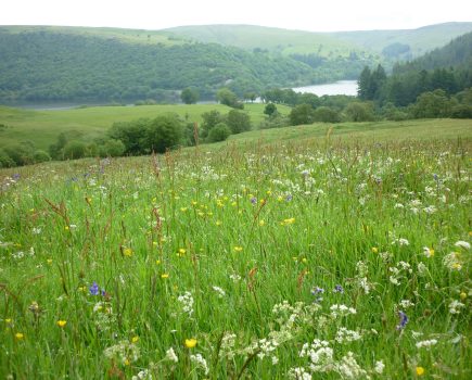 The Wildlife Trusts launch new vision for the future of food and farming
