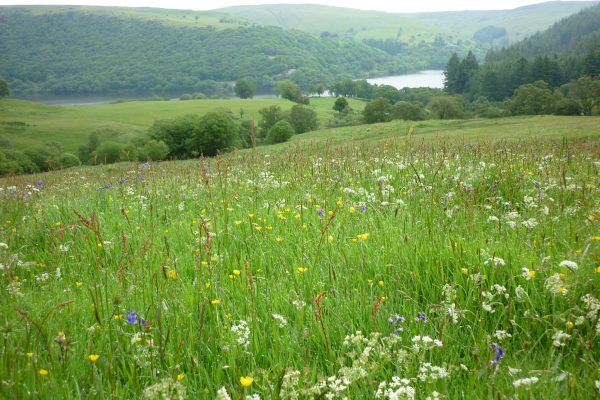 The Wildlife Trusts launch new vision for the future of food and farming