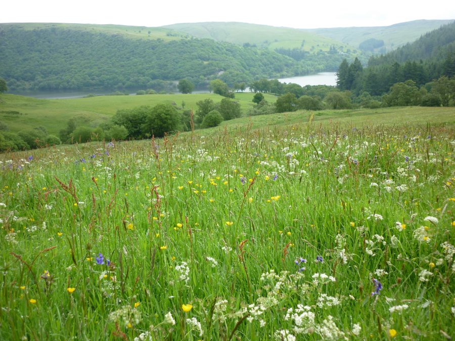 The Wildlife Trusts launch new vision for the future of food and farming