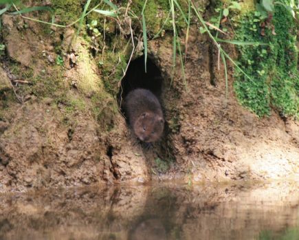 ‘Water vole watchers’ needed to survey local waterways