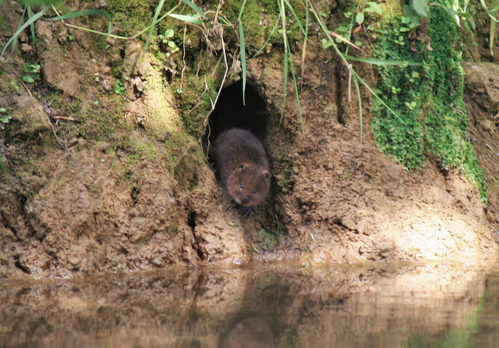 ‘Water vole watchers’ needed to survey local waterways
