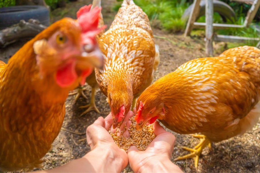 RSPCA’s Timely Advice to Poultry Keepers