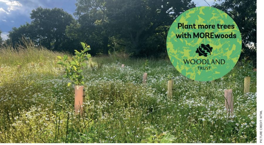 Planting trees for a sustainable future