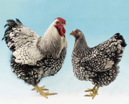 Are your chickens hard or soft feather?