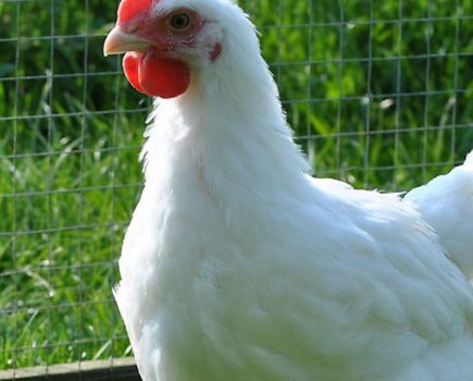 French Hens: A lesson from the French