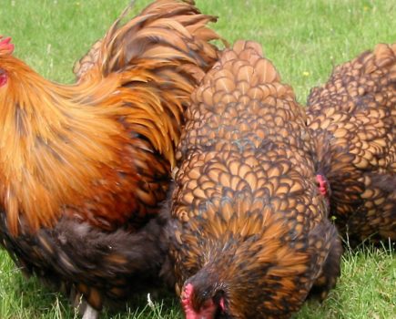 Health questions: cockerel eating eggs, hens not laying, mycoplasma vaccination