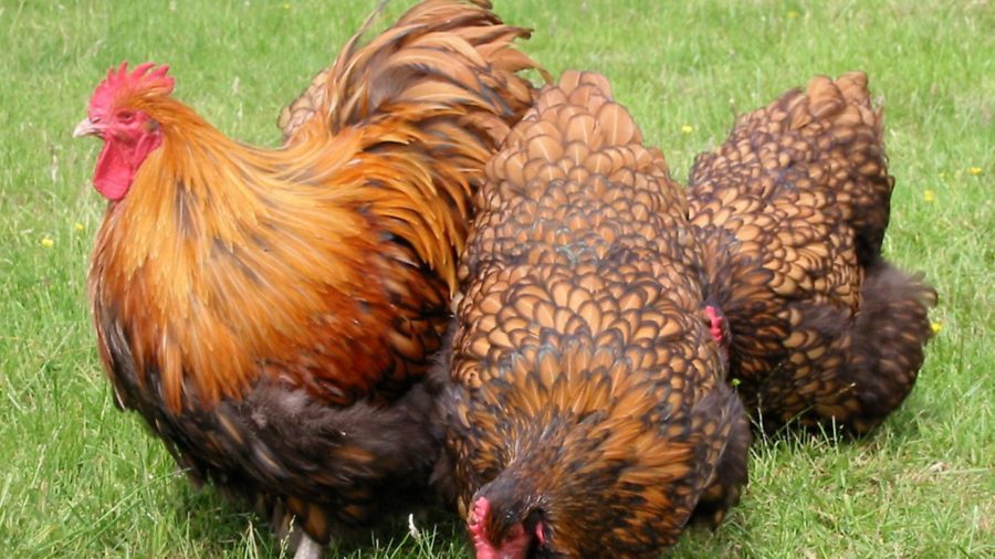 Health questions: cockerel eating eggs, hens not laying, mycoplasma vaccination
