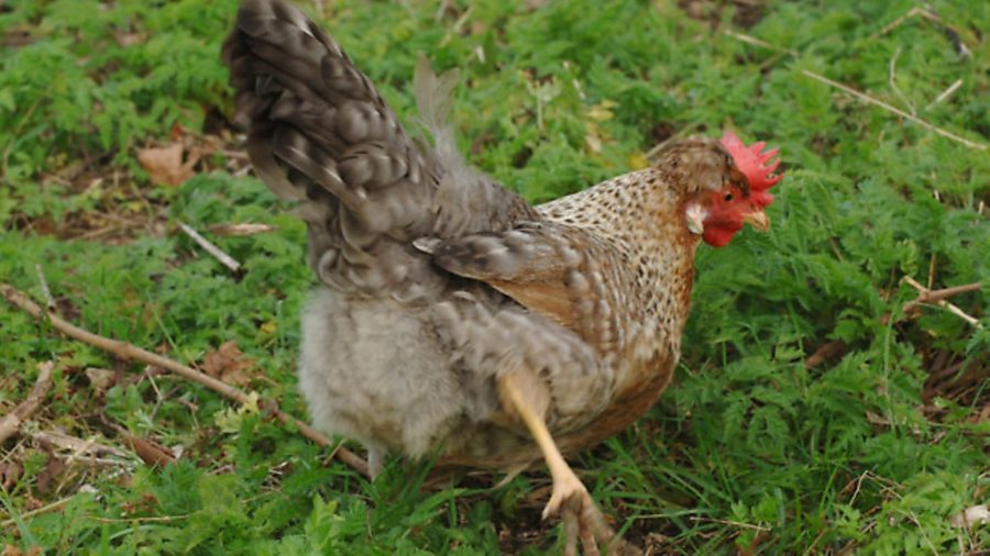 Get happy hens – and eggs to die for