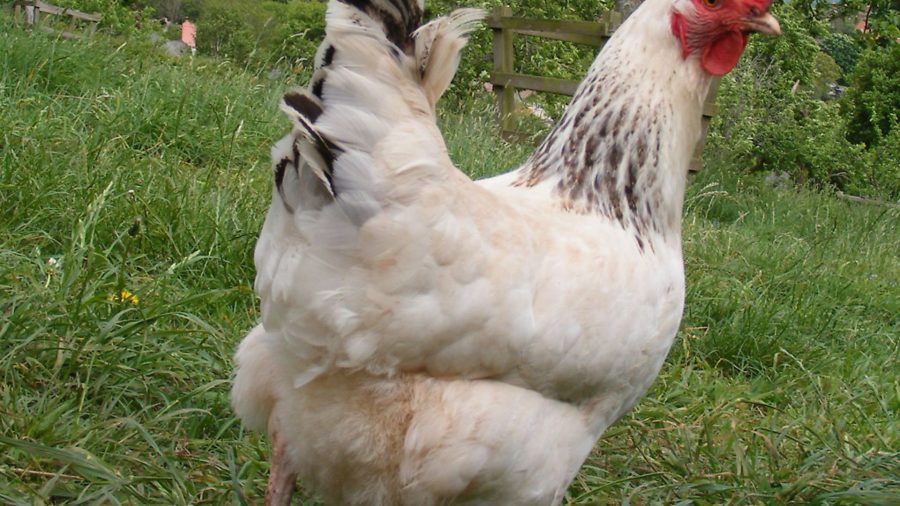 Bird flu: all poultry allowed outside