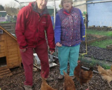 Hens on the allotment