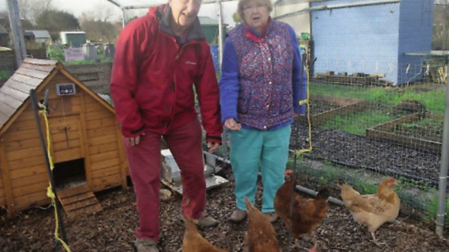 Hens on the allotment
