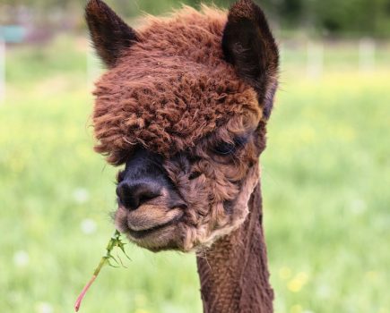 Call for alpaca owners to participate in research