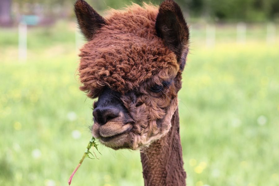 Call for alpaca owners to participate in research