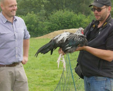 Poultry pals: on a chicken mission